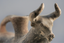 A Large Ceramic Zoomorphic Pouring Vessel , Near East, Amlash, circa 1000 B.C.E.