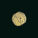 Widow’s Mite Bronze Coin - Hasmonean Dynasty, 103–76 BCE