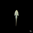 Roman Barbed Bronze Arrowhead with Tang | Auxiliary Archers | Time of Jesus Artifact (1st Century AD)