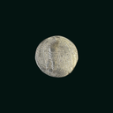 Ancient Roman Silver Coin of Emperor Nero (AD 54–68) – Eagle Reverse | Youthful