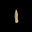 Roman Trilobate Bronze Arrowhead | Auxiliary Archers | Time of Jesus Artifact (1st Century AD)
