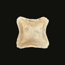 Middle Bronze Age Ceramic Four-Wick Oil Lamp | Time of Abraham Artifact 2000–1800 BC