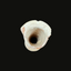 Herodian Oil Bottle | Late Second Temple Period Artifact 37 BC–70 AD